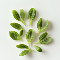 Naklejka premium Green Sprouts Emerging from Seeds on White Background fresh new life