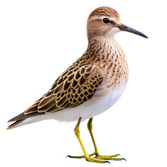Obraz premium sandpiper animal isolated on white background 