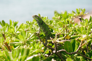 Green iguana perched on lush foliage near a tranquil body of water in a tropical setting during daylight hours