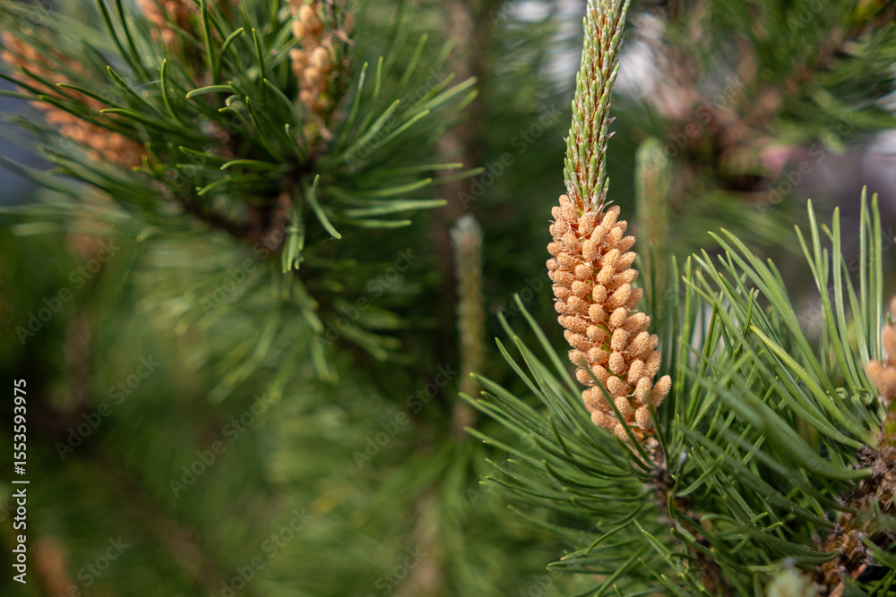 Poster close-up view of pine tree male cones surrounded by lush green needles in a sunny setting