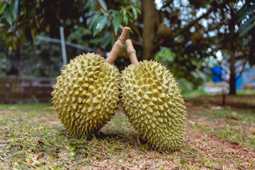 Durian on the tree, planted with volcanic soil in Sisaket Province, Thailand.