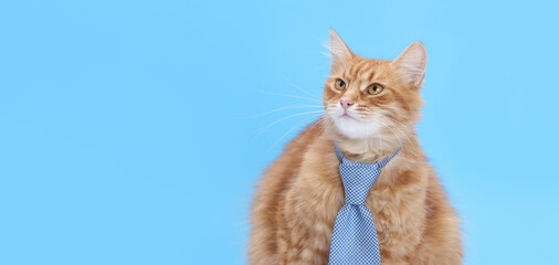 Funny cat wearing tie on solid blue. Ideal for themes like education, remote work, business career, or student life. Cat looking up with curious expression.