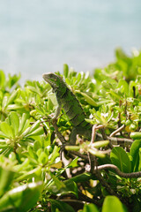 Green lizard climbing on lush green foliage near the ocean under bright sunlight during daytime