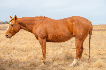 Obraz premium Side View of a Chestnut Horse Standing on Dry Prairie