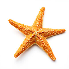 Orange starfish on white background  