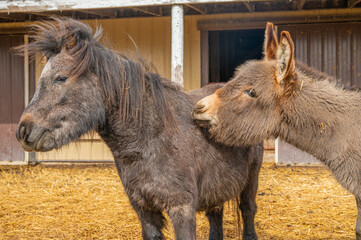 Mini donkey and pony bonding moment