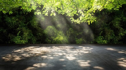 Sunlight streams through lush greenery onto a paved area.