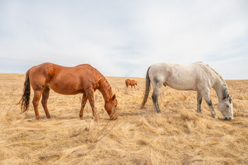 Obraz premium Group of Horses Grazing on Dry Golden Prairie