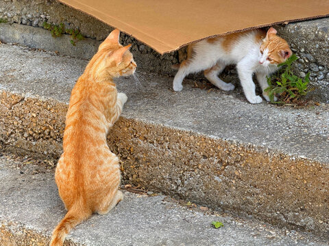 Ginger cat feline mom playing with her kitten.