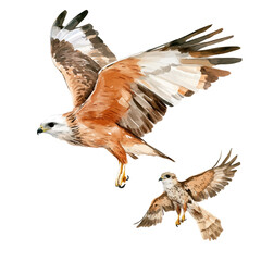 watercolor vector of A Mother Kite With Her Kid, isolated on a white background.