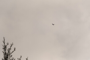 Pájaro volando en la Corujera, Isla de Tenerife.