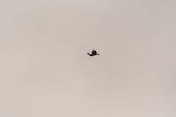 Pájaro volando en la Corujera, Isla de Tenerife.