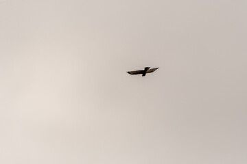 Pájaro volando en la Corujera, Isla de Tenerife.