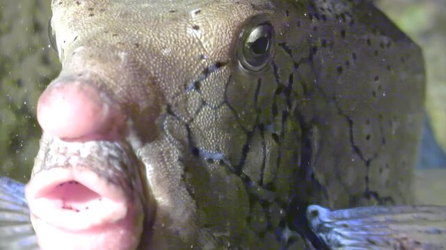 A magnificent Thornback Boxfish swims into view during the early morning near the coral reefs of the Red Sea. Notice the unique skin texture and the expressive eyes.