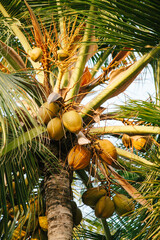 Fototapeta premium Coconuts growing on a tropical palm tree in a sunny landscape during late afternoon