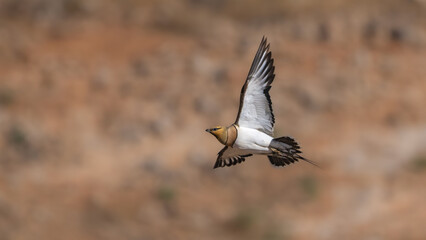 pin-tailed sandgrouse