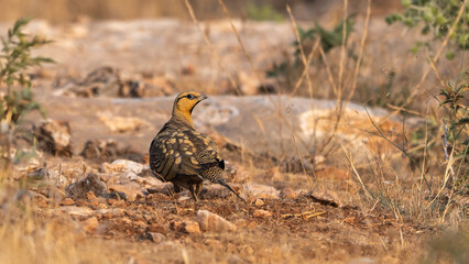 pin-tailed sandgrouse