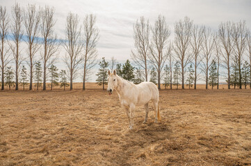 White horse in front of bare trees