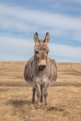 Happy Donkey Smiling at the Camera
