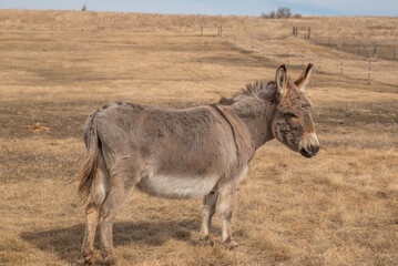 Donkey Standing Alone in a Dry Pasture