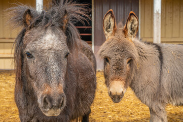Shaggy Pony and Donkey Standing Together in a Barnyard