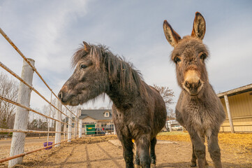 Mini Horse and Donkey in a Farmyard Paddock