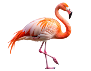 Elegant Flamingo Standing on One Leg with Curved Neck, Side View, Isolated on Transparent Background