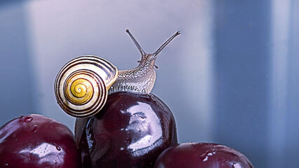 A close-up of a garden snail on dark, ripe cherries.