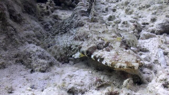 A lizardfish, camouflaged against the sandy bottom, lies in wait within its natural habitat. Its patience speaks volumes about its hunting strategy in the Red Sea.