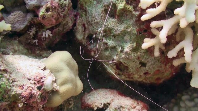 Within the Red Sea, a delicate ghost shrimp delicately navigates the coral reefs. Its elongated antennae wave gently as it explores the vibrant underwater ecosystem during the day.