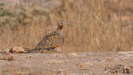 Black-bellied Sandgrouse