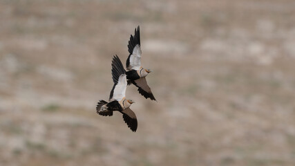 Black-bellied Sandgrouse