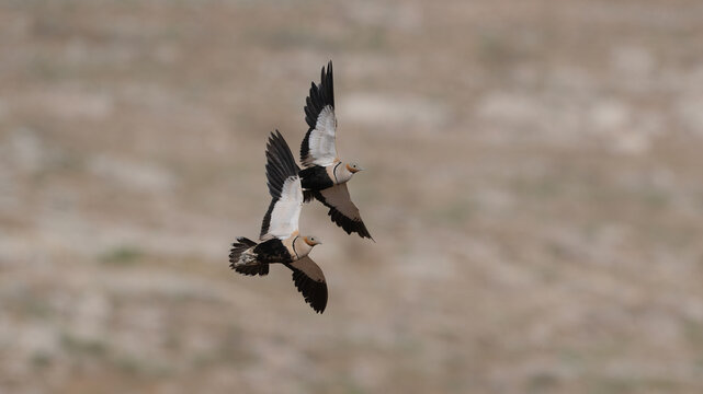 Black-bellied Sandgrouse