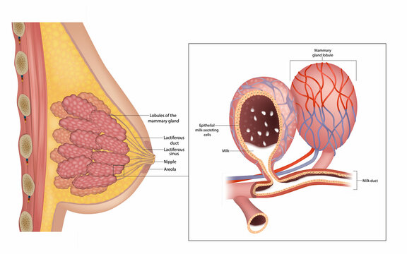 Detailed medical of Cross-Section View illustration shows the anatomy of the female breast and the lactation process. Сlose-up of mammary gland lobules with epithelial milk-secreting cells and milk du