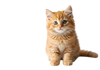 Ginger Kitten A Portrait of Youthful Curiosity isolated on transparent background