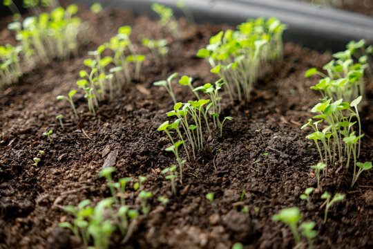 Young Seedlings Emerging From Soil in a Garden Nursery During Spring Cultivation for Future Planting