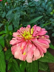 Obraz premium pink dahlia flower