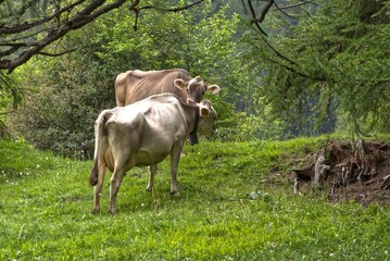 Grey cows without horns in Val Mustair, Switzerland.