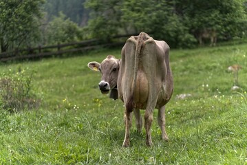 Grey cows without horns in Val Mustair, Switzerland.