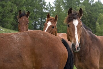 Herd of brown horses in Engadin, Switzerland.