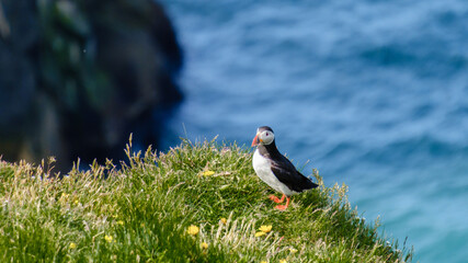 Puffin standing gracefully on a grassy cliff overlooking the ocean in Iceland
