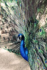 Peacock Displaying its Magnificent Plumage