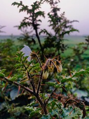 Close up of a thorny plant with a delicate white flower and buds