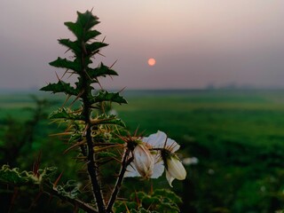 Thorny plant with white flowers against a hazy sunset sky and green field