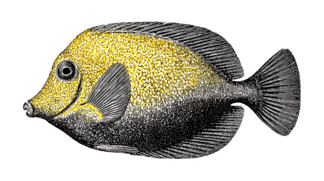 Illustration of a yellow tang fish in vintage stipple engraving style isolated on transparent background