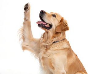 A golden retriever dog with its paw raised high against a white background looking upwards intently