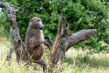 Baboon sitting in a tree in the green season in Kruger National Park in South Africa 