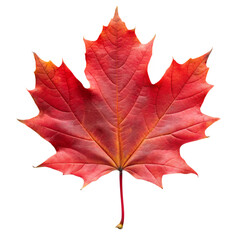 Obraz premium Red maple autumn leaf isolated on transparent background