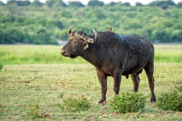 Obraz premium Old African Buffalo (Syncerus caffer) bull hanging around on the riverbank of the Chobe River seen from a boat in the Chobe National Park in Botswana