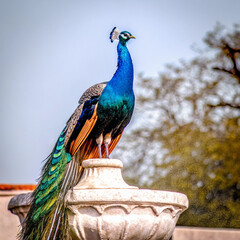 Obraz premium Solitary peacock fanning iridescent feathers in a sunlit tropical garden, blue-green plumage catching dappled light, water droplets on stone pedestal in soft focus.